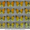 colias myrmidone imago volg